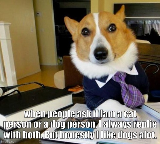 I love dogs:) | when people ask if Iam a cat person or a dog person, I always replie with both. But honestly I like dogs alot. | image tagged in lawyer corgi dog | made w/ Imgflip meme maker