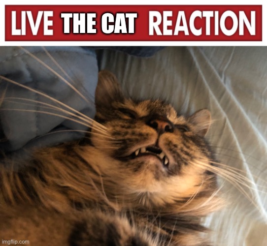 Half asleep cats are kind of silly | THE CAT | image tagged in live x reaction | made w/ Imgflip meme maker