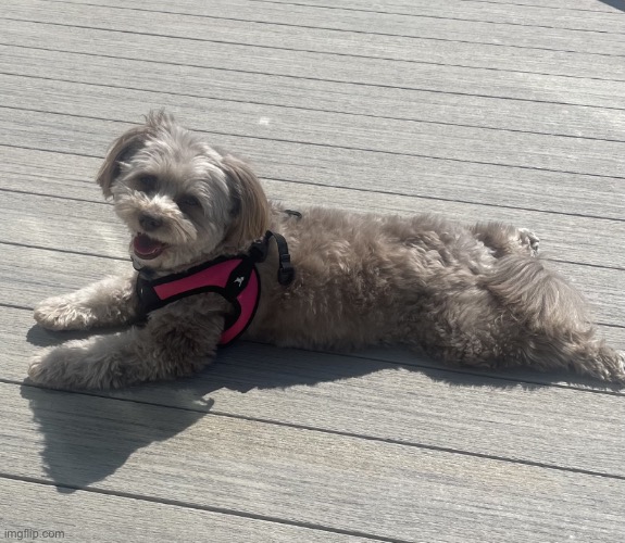 dog | image tagged in sunbathing pomapoo | made w/ Imgflip meme maker