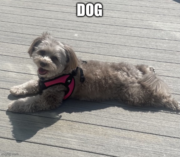 dog | DOG | image tagged in sunbathing pomapoo | made w/ Imgflip meme maker