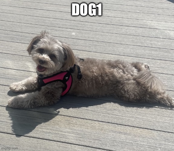 dog | DOG1 | image tagged in sunbathing pomapoo | made w/ Imgflip meme maker