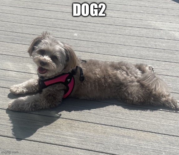 dog | DOG2 | image tagged in sunbathing pomapoo | made w/ Imgflip meme maker