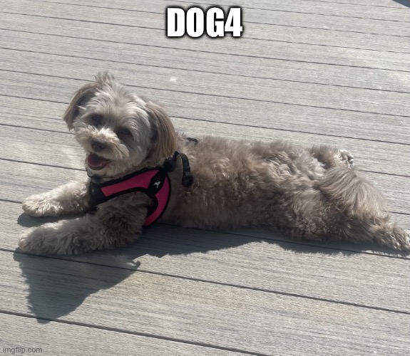 dog | DOG4 | image tagged in sunbathing pomapoo | made w/ Imgflip meme maker