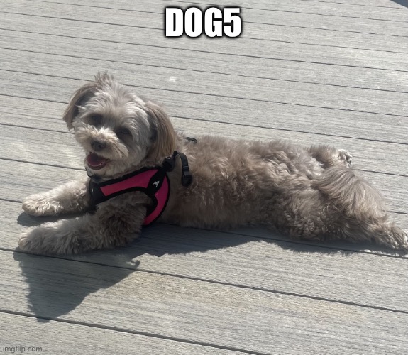 dog | DOG5 | image tagged in sunbathing pomapoo | made w/ Imgflip meme maker