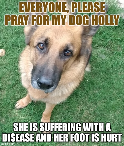 EVERYONE, PLEASE PRAY FOR MY DOG HOLLY; SHE IS SUFFERING WITH A DISEASE AND HER FOOT IS HURT | made w/ Imgflip meme maker