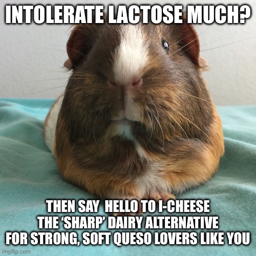 I-cheese | INTOLERATE LACTOSE MUCH? THEN SAY  HELLO TO I-CHEESE
THE ‘SHARP’ DAIRY ALTERNATIVE
FOR STRONG, SOFT QUESO LOVERS LIKE YOU | image tagged in sarcastic guinea pig | made w/ Imgflip meme maker