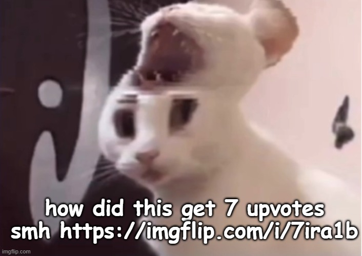 Shocked cat | how did this get 7 upvotes smh https://imgflip.com/i/7ira1b | image tagged in shocked cat | made w/ Imgflip meme maker