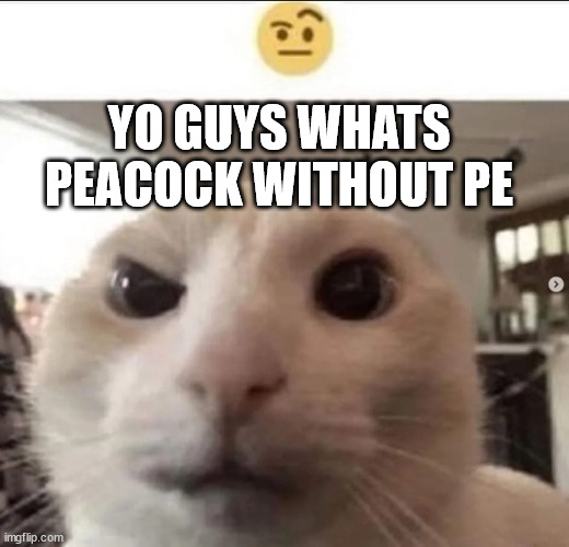 Raised eyebrow cat | YO GUYS WHATS PEACOCK WITHOUT PE | image tagged in raised eyebrow cat | made w/ Imgflip meme maker