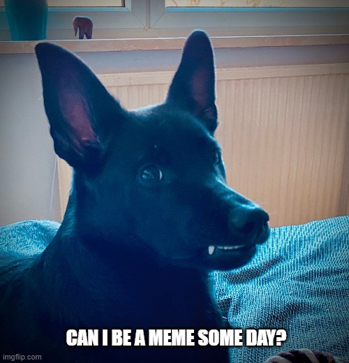 side eye dog | CAN I BE A MEME SOME DAY? | image tagged in teeth,side eye,dog | made w/ Imgflip meme maker
