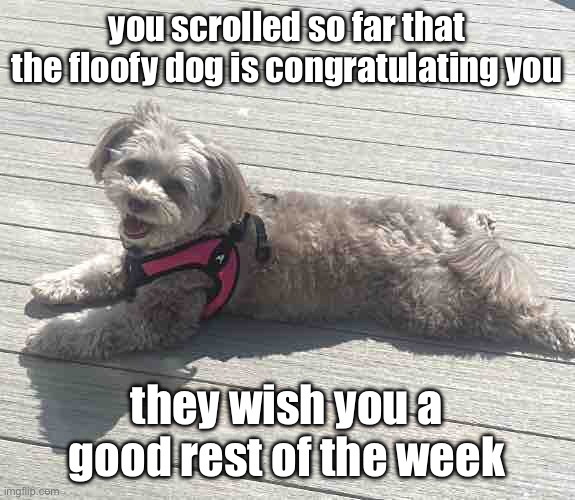Sunbathing Pomapoo | you scrolled so far that the floofy dog is congratulating you; they wish you a good rest of the week | image tagged in sunbathing pomapoo,dog,silly,cute,why are you reading the tags | made w/ Imgflip meme maker