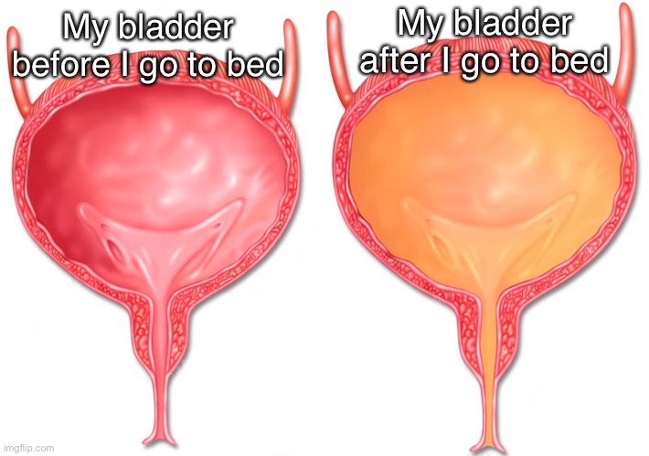 Bladder | My bladder after I go to bed; My bladder before I go to bed | image tagged in bed,organ,pee | made w/ Imgflip meme maker