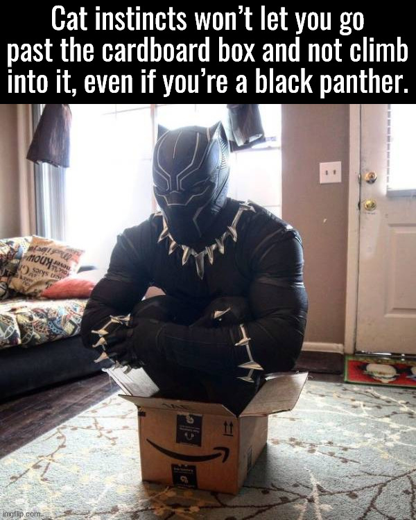Cat instincts won’t let you go past the cardboard box and not climb into it, even if you’re a black panther. | made w/ Imgflip meme maker