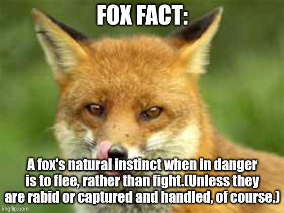 Fox Facts #3 | FOX FACT:; A fox's natural instinct when in danger is to flee, rather than fight.(Unless they are rabid or captured and handled, of course.) | image tagged in fox,3 | made w/ Imgflip meme maker