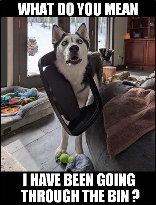 Quite Hard To Deny ! | WHAT DO YOU MEAN; I HAVE BEEN GOING
 THROUGH THE BIN ? | image tagged in dogs,denial,bin lid | made w/ Imgflip meme maker