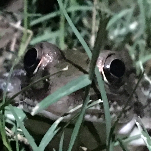 Frog Whut U Lookin' At? Blank Meme Template