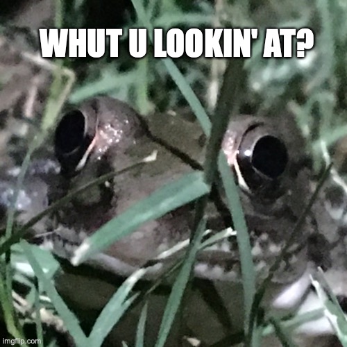 Check out my new meme templet! | WHUT U LOOKIN' AT? | image tagged in frog whut u lookin' at,new meme | made w/ Imgflip meme maker