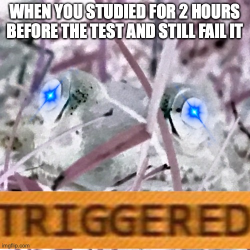 Has anyone else done this? | WHEN YOU STUDIED FOR 2 HOURS BEFORE THE TEST AND STILL FAIL IT | image tagged in frog whut u lookin' at,fail,triggered,test | made w/ Imgflip meme maker