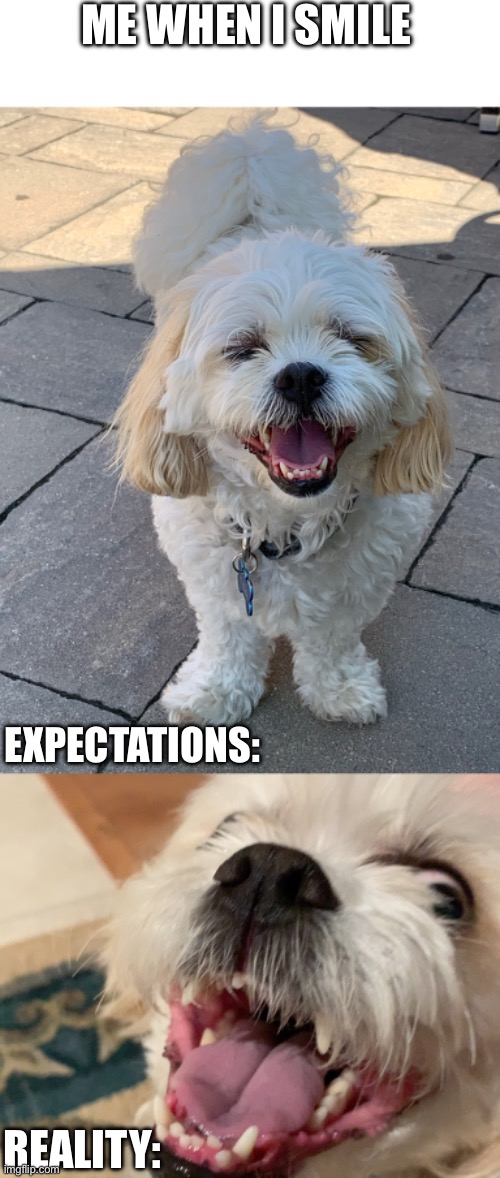 A meme I made of my dog! | ME WHEN I SMILE; EXPECTATIONS:; REALITY: | made w/ Imgflip meme maker