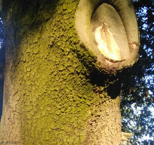 I'm getting into photography so here's a sun lit tree [ignore the crappy crop] | image tagged in blank white template,memes,funny,tree,photography | made w/ Imgflip meme maker
