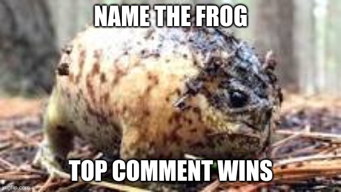 What The Frog Doin? | NAME THE FROG; TOP COMMENT WINS | image tagged in inflated frog,memes,cute | made w/ Imgflip meme maker