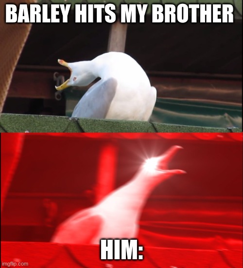 Screaming bird | BARLEY HITS MY BROTHER; HIM: | image tagged in screaming bird | made w/ Imgflip meme maker