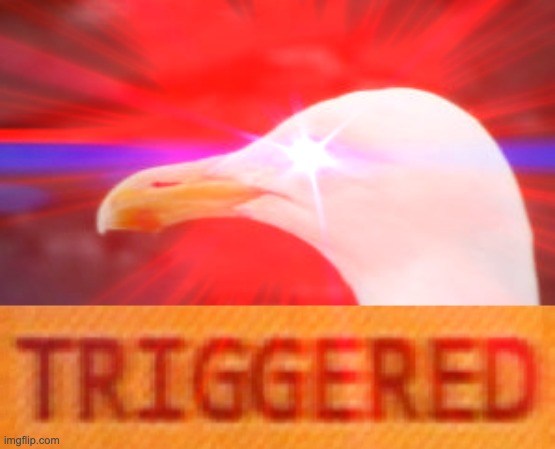 Triggered Seagull | image tagged in triggered seagull | made w/ Imgflip meme maker