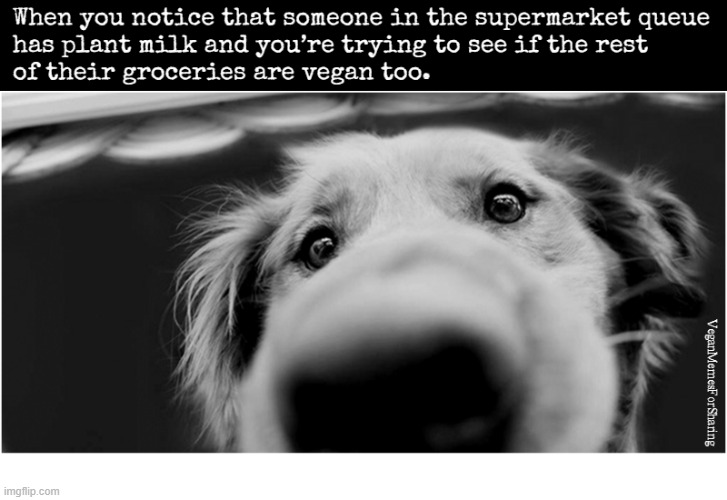 Animals Are Not Food | image tagged in vegan,veganism,shopping,soyamilk,oatmilk,soy | made w/ Imgflip meme maker