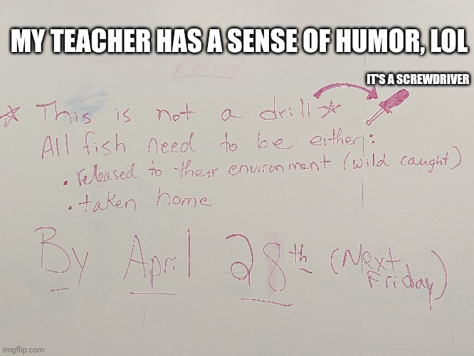 When your teacher has a good sense of humor | MY TEACHER HAS A SENSE OF HUMOR, LOL; IT'S A SCREWDRIVER | image tagged in memes,puns,teachers | made w/ Imgflip meme maker