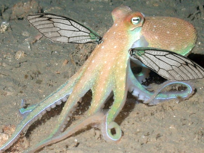Manager Octopus | image tagged in manager octopus | made w/ Imgflip meme maker