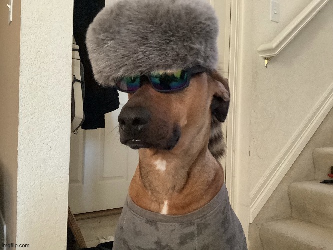 Deal with it | image tagged in deal with it | made w/ Imgflip meme maker