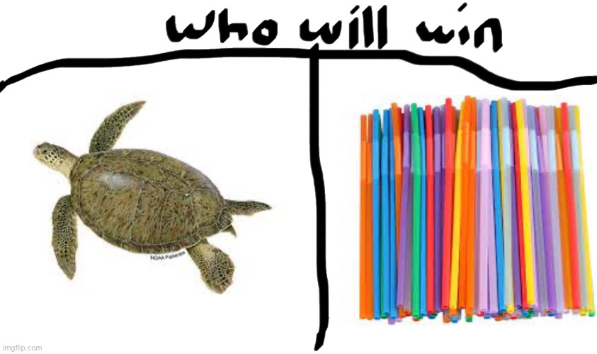 Turtle | image tagged in funny,funny memes,turtle,who would win,fyp | made w/ Imgflip meme maker