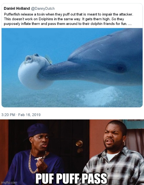 dolphins are strange animals | PUFF PUFF PASS | image tagged in memes,dolphin | made w/ Imgflip meme maker
