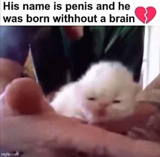 Peñis the Cat | image tagged in penis the cat | made w/ Imgflip meme maker
