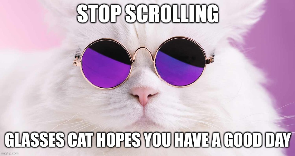 STOP SCROLLING; GLASSES CAT HOPES YOU HAVE A GOOD DAY | image tagged in cat,oh wow are you actually reading these tags,why are you reading this,stop reading the tags,stop,just stop | made w/ Imgflip meme maker