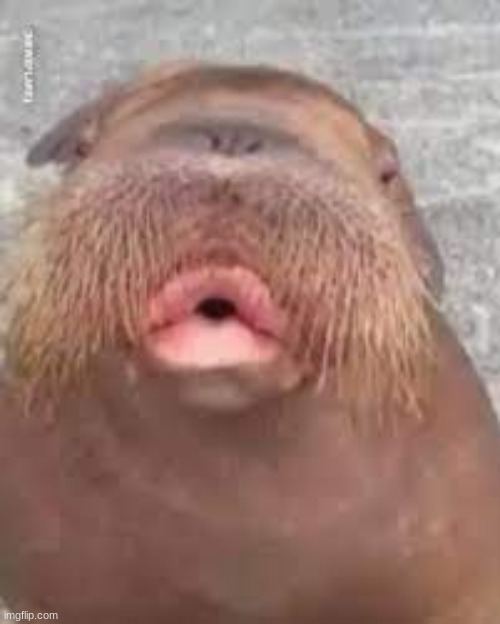 walrizz | image tagged in walrizz | made w/ Imgflip meme maker