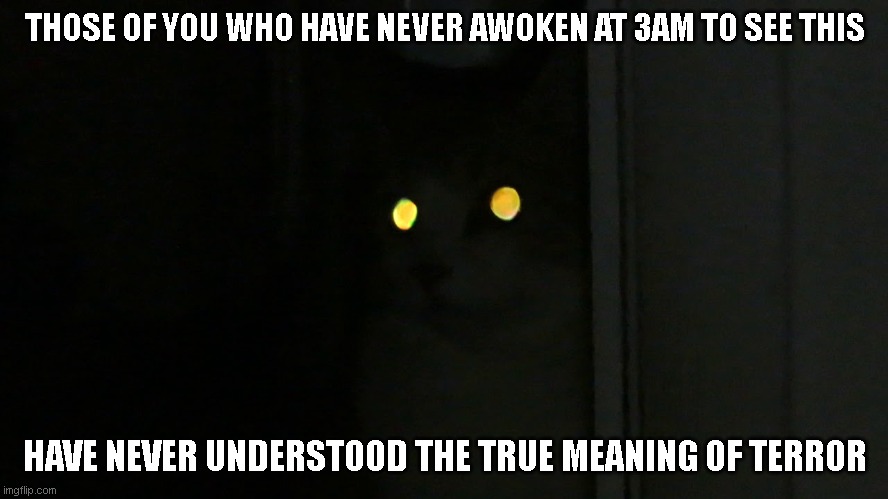 This has to be one of the scariest things on earth | THOSE OF YOU WHO HAVE NEVER AWOKEN AT 3AM TO SEE THIS; HAVE NEVER UNDERSTOOD THE TRUE MEANING OF TERROR | image tagged in cat,cats,scary,3am | made w/ Imgflip meme maker