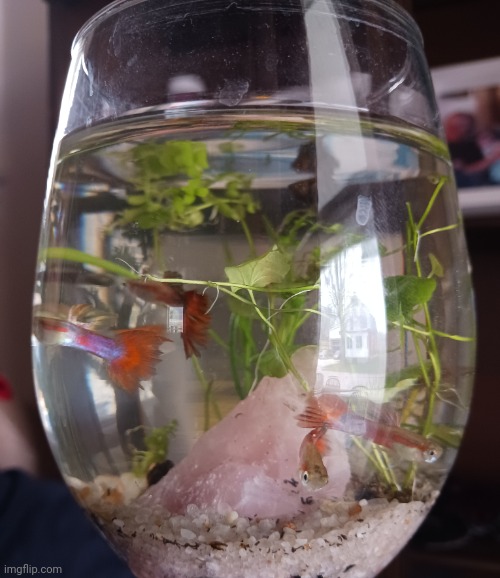 I GOT FISHIESSSSSSSSSSSS (self sustaining ecosystem :D) | made w/ Imgflip meme maker