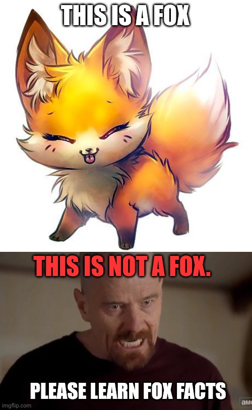 Important fox facts | THIS IS A FOX; THIS IS NOT A FOX. PLEASE LEARN FOX FACTS | image tagged in i am the one who knocks,important,fox,facts | made w/ Imgflip meme maker