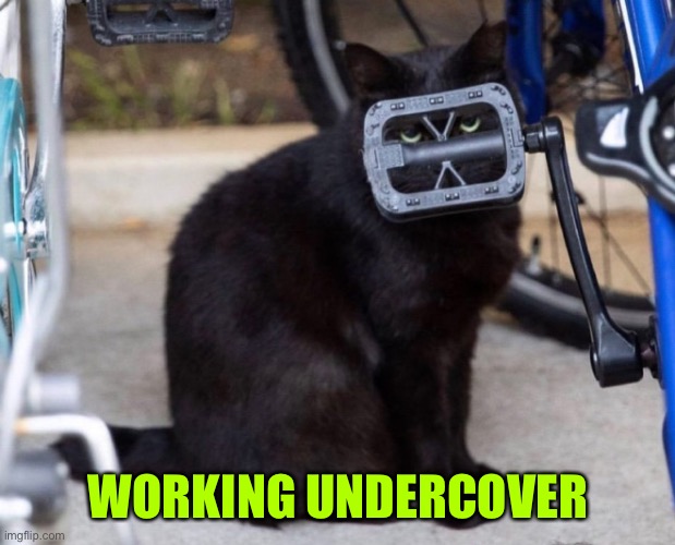 In disguise | WORKING UNDERCOVER | image tagged in working undercover | made w/ Imgflip meme maker