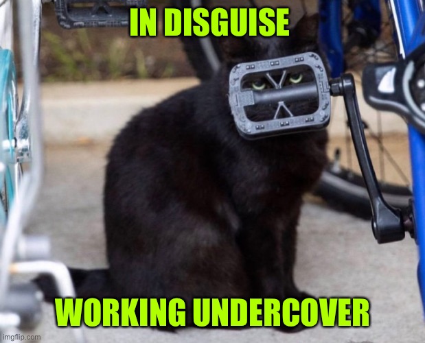 In disguise | IN DISGUISE; WORKING UNDERCOVER | image tagged in working undercover,low key,cats | made w/ Imgflip meme maker