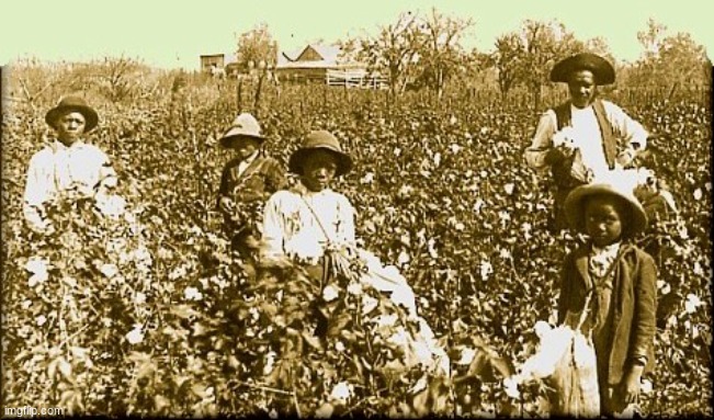 cotton slaves | image tagged in cotton slaves | made w/ Imgflip meme maker