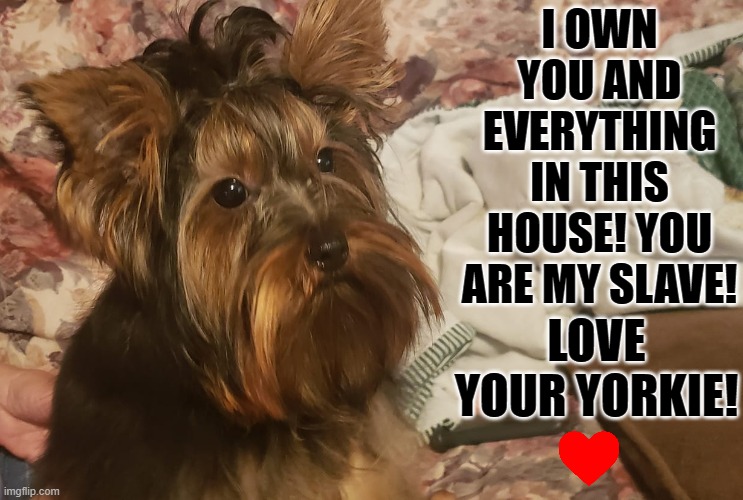 Love, your Yorkie! | I OWN YOU AND EVERYTHING IN THIS HOUSE! YOU ARE MY SLAVE! LOVE YOUR YORKIE! | image tagged in funny dogs | made w/ Imgflip meme maker