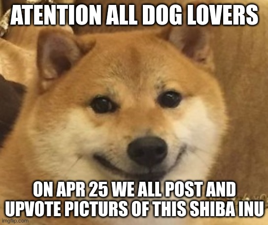 We shal provale | ATENTION ALL DOG LOVERS; ON APR 25 WE ALL POST AND UPVOTE PICTURS OF THIS SHIBA INU | image tagged in shiba inu,doge,cheems | made w/ Imgflip meme maker