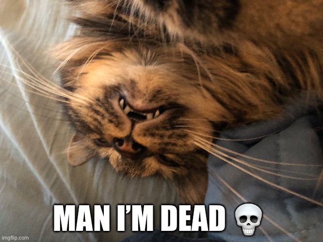 Yes | MAN I’M DEAD 💀 | image tagged in cats | made w/ Imgflip meme maker