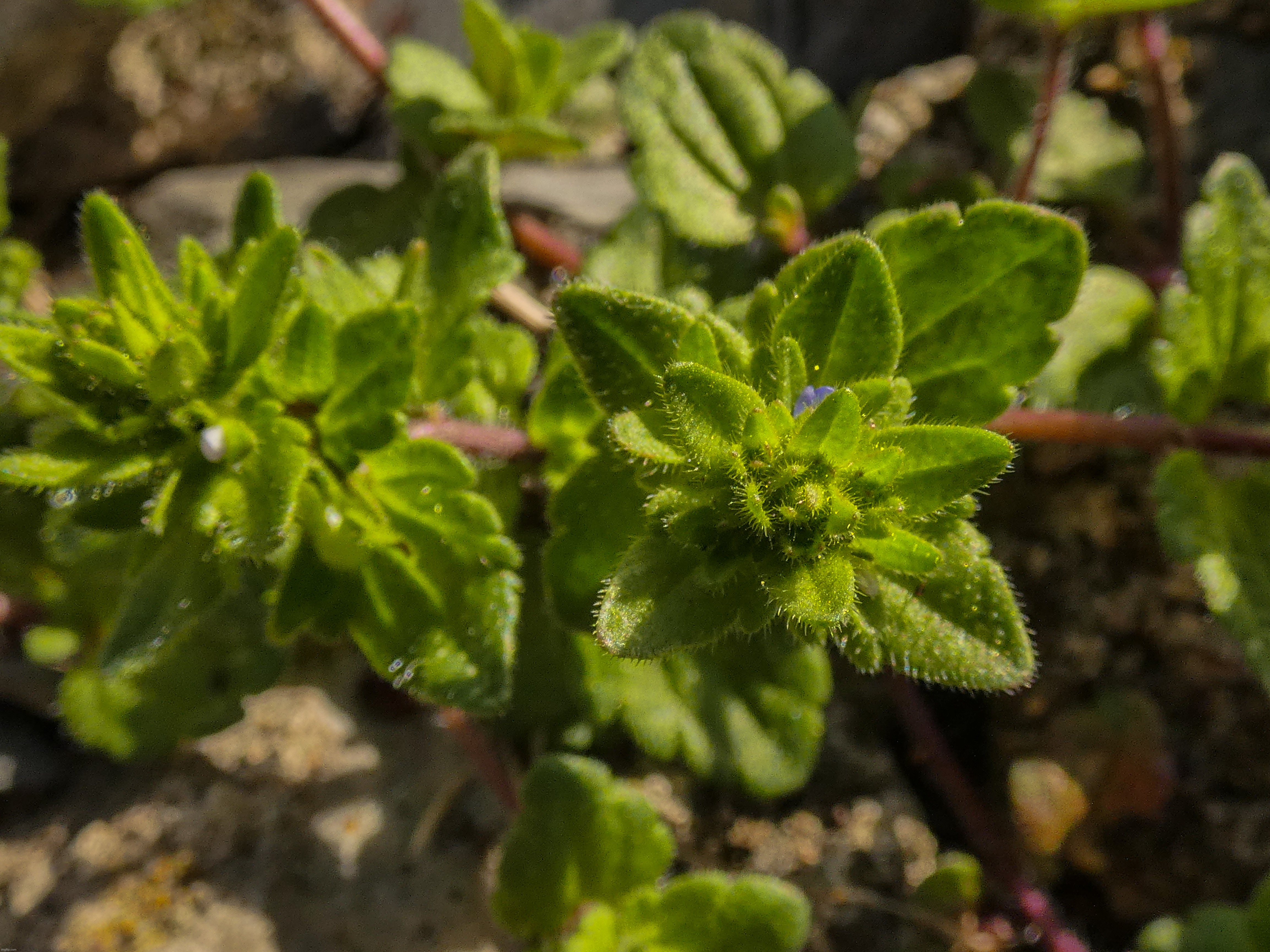 A corn speedwell plant that I found growing in some rocks | image tagged in share your own photos | made w/ Imgflip meme maker