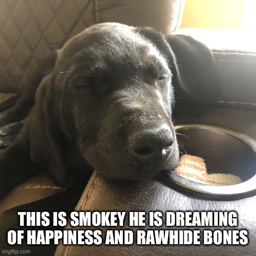 Sleepy | THIS IS SMOKEY HE IS DREAMING OF HAPPINESS AND RAWHIDE BONES | image tagged in sleeping doggo,cute puppies,puppy | made w/ Imgflip meme maker