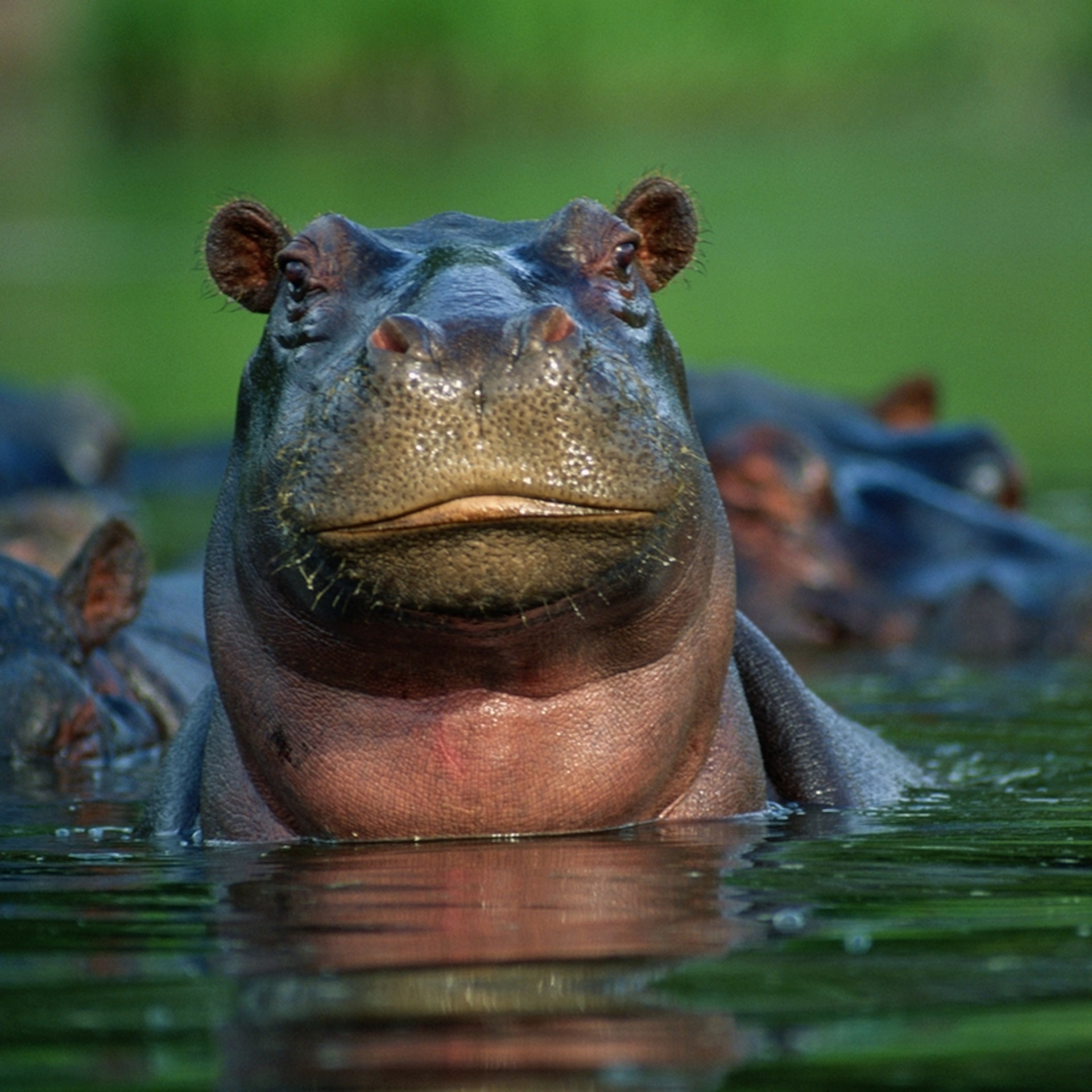 hippo Blank Meme Template