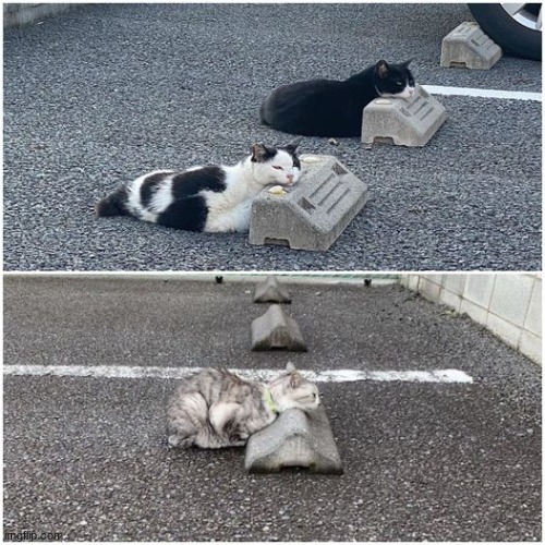Cat parking | image tagged in animals,funny,cats,cute,wholesome,cat | made w/ Imgflip meme maker