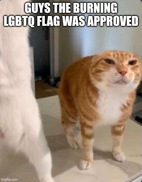 Schizophrenic Cat.pdf | GUYS THE BURNING LGBTQ FLAG WAS APPROVED | image tagged in schizophrenic cat pdf | made w/ Imgflip meme maker