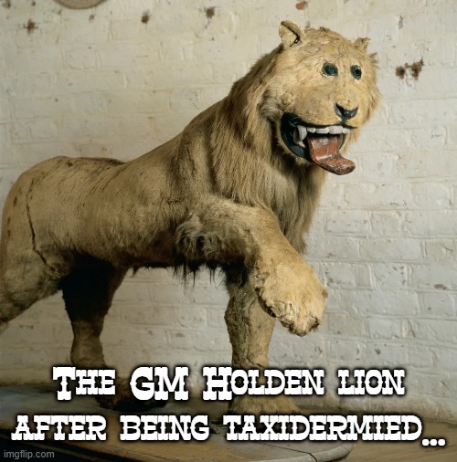 General Motors Holden Lion stuffed, like Holden | The GM Holden lion after being taxidermied... | image tagged in gmh,lion,taxidermy,holden,general motors | made w/ Imgflip meme maker